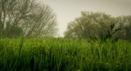 Countryside area near Ravenna. Meadow, trees and fog. Dominance of the color green
