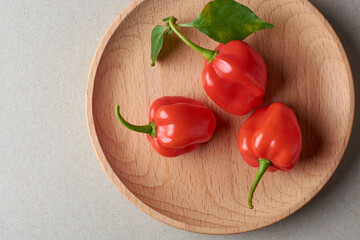 three red habanero chili peppers on tray, capsicum chinense, hottest spice with wrinkled or dimpled...