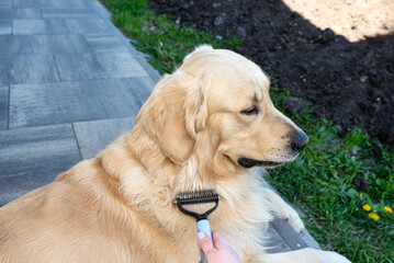 Combing the undercoat with a special comb of a young male Golden Retriever sitting on a terrace.