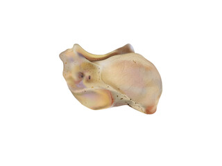 Undersurface of the Human Talus Bone