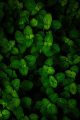 Dark green leaf background used for wallpaper or design..