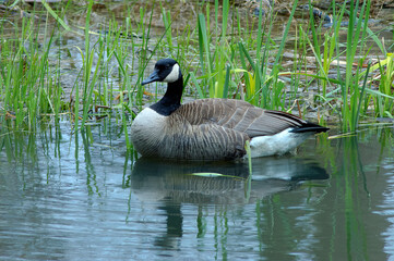 Canada goose resting 