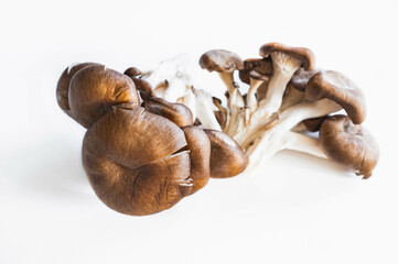 霜降りひらたけ