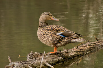 duck in the pond