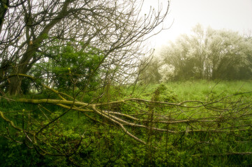 Countryside area near Ravenna. Meadow, trees and fog. Dominance of the color green