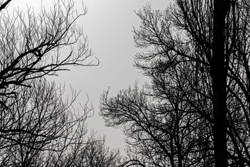 Obraz premium Dark tree branches texture background on light