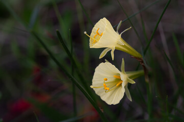 Yellow bell-shaped flower, Narcissus romieuxii, bulbous plant of the family Amaryllidaceae,...