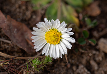 Daisy Bellis perennis, capitulum with white petal and yellow corolla