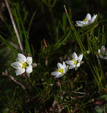 Spergula morisonii or Morison's spur, white flower with 5 petals