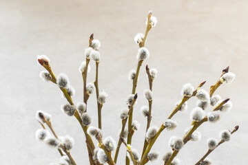 Spring willow branches with fluffy buds. Close-up. 
