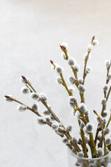 Easter willow branches with fluffy buds. Close-up. 	
