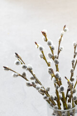 Easter willow branches with fluffy buds. Close-up.    © Aksana