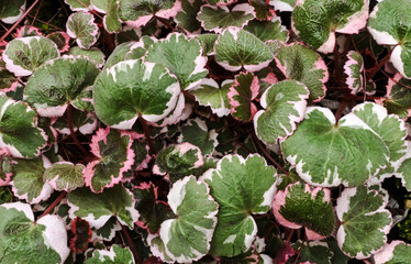 Beautiful details of the leaves of saxifraga stolonifera