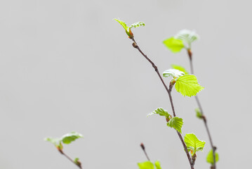 Beauty in Nature. Spring. Birch twigs with young blooming green leaves. Close up.