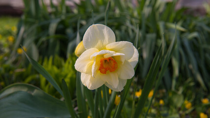One flowering Narcissus Flower against a dark foliage. - 775196674