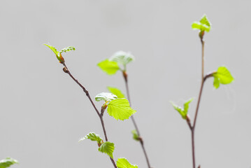 Beauty in Nature. Spring. Birch twigs with young blooming green leaves