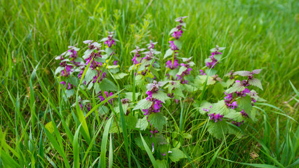 flowering shrub of an observant purple among green grass. - 775196853