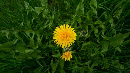 Brightly yellow dandelion flowers on a dark background of greens. - 775197049
