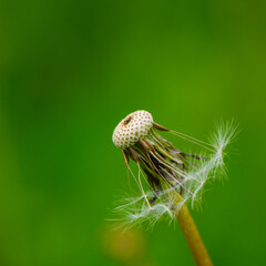 Dandelion with fallen seeds on a green background. - 775197288