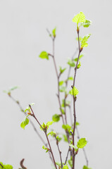 Birch twigs with young green leaves..Spring. Close-up.