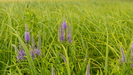 Blue flowers and green grass in the meadow. Web banner. - 775197420