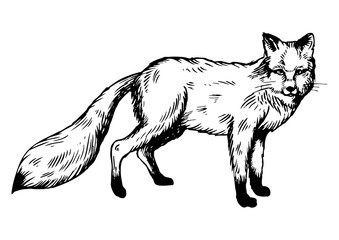 Obraz premium Fox animal engraving PNG illustration