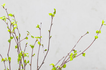 Spring. Birch twigs with young blooming green leaves. Close-up	
