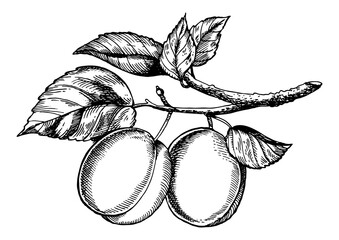 Sprig of plum engraving PNG illustration - obrazy, fototapety, plakaty