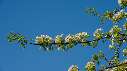 Pear branches with flowering flowers against the background of the blue sky. - 775197804