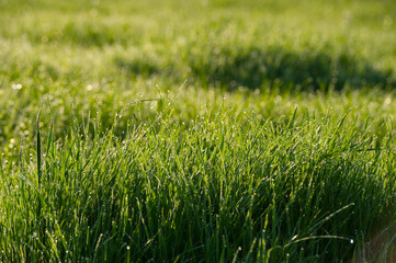 Green grass with dew drops in the morning at sunrise. - 775197865