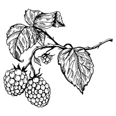 Raspberry engraving PNG illustration - obrazy, fototapety, plakaty