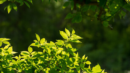 Bright green foliage on a dark forest background. - 775198481