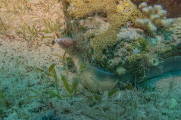 Moray eel Mooray lycodontis undulatus in the Red Sea, Eilat Israel
