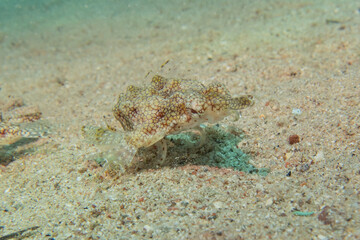 Fish swimming in the Red Sea, colorful fish, Eilat Israel
