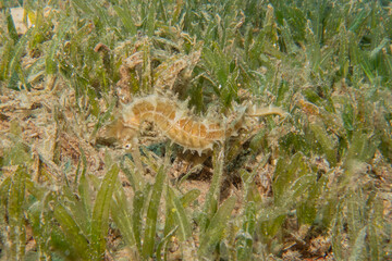 Sea Horse in the Red Sea Colorful and beautiful, Eilat Israel
