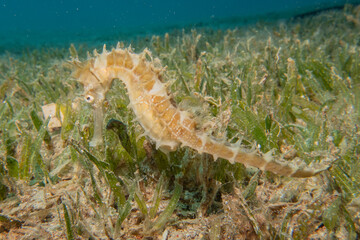 Sea Horse in the Red Sea Colorful and beautiful, Eilat Israel
