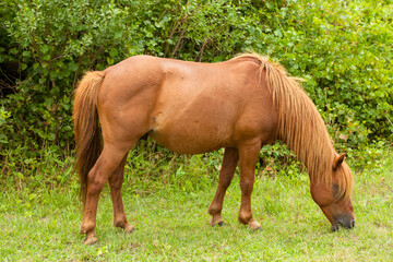 A brown wild horse is grazing in a grassy field