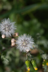 Taraxacum officinale, dandelion or bitter chicory, family Asteraceae. Pinwort - obrazy, fototapety, plakaty