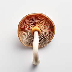 hyper realistic photography of a mushroom сreated with Generative Ai