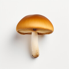 hyper realistic photography of a mushroom сreated with Generative Ai