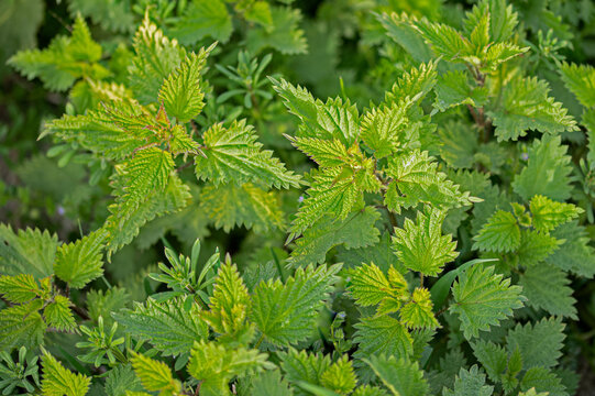 Urtica dioica common stinging nettle or stinging nettle