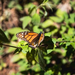 Mariposa Monarca 