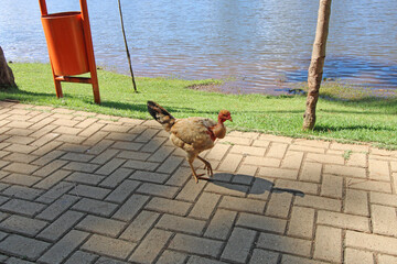 A free range chicken walks in a park in Holambra, SP, Brazil.