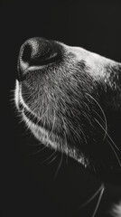 Close-up of a dog's nose in black and white