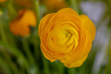 Selective focus of golden yellow flowers Ranunculus asiaticus with green leaves, The Persian buttercup is a species of flowering plants in the family Ranunculaceae, Nature floral background.