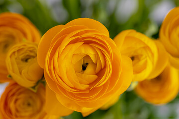 Selective focus of golden yellow flowers Ranunculus asiaticus with green leaves, The Persian buttercup is a species of flowering plants in the family Ranunculaceae, Nature floral background.
