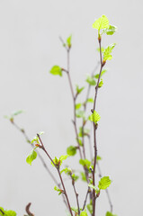 Birch twigs with young green leaves. Spring. Close-up. Light gray background. 