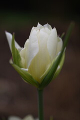 tulipany