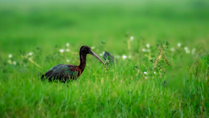 Obraz na płótnie Canvas Glossy Ibis in green field