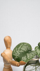 Holz figur pflegt pflanzen düngen zucht wachsen 